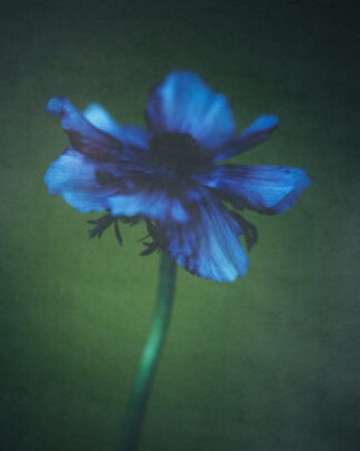 Blue Anemone