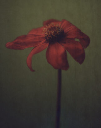 Dahlia