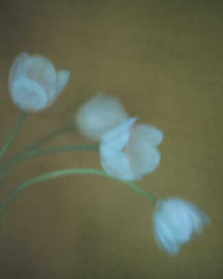 Four flowers