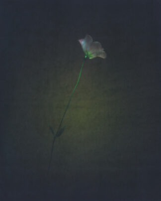 Small purple flower