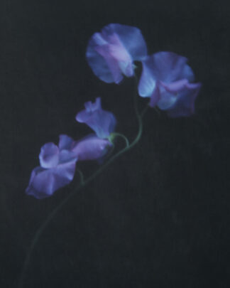 Sweet pea