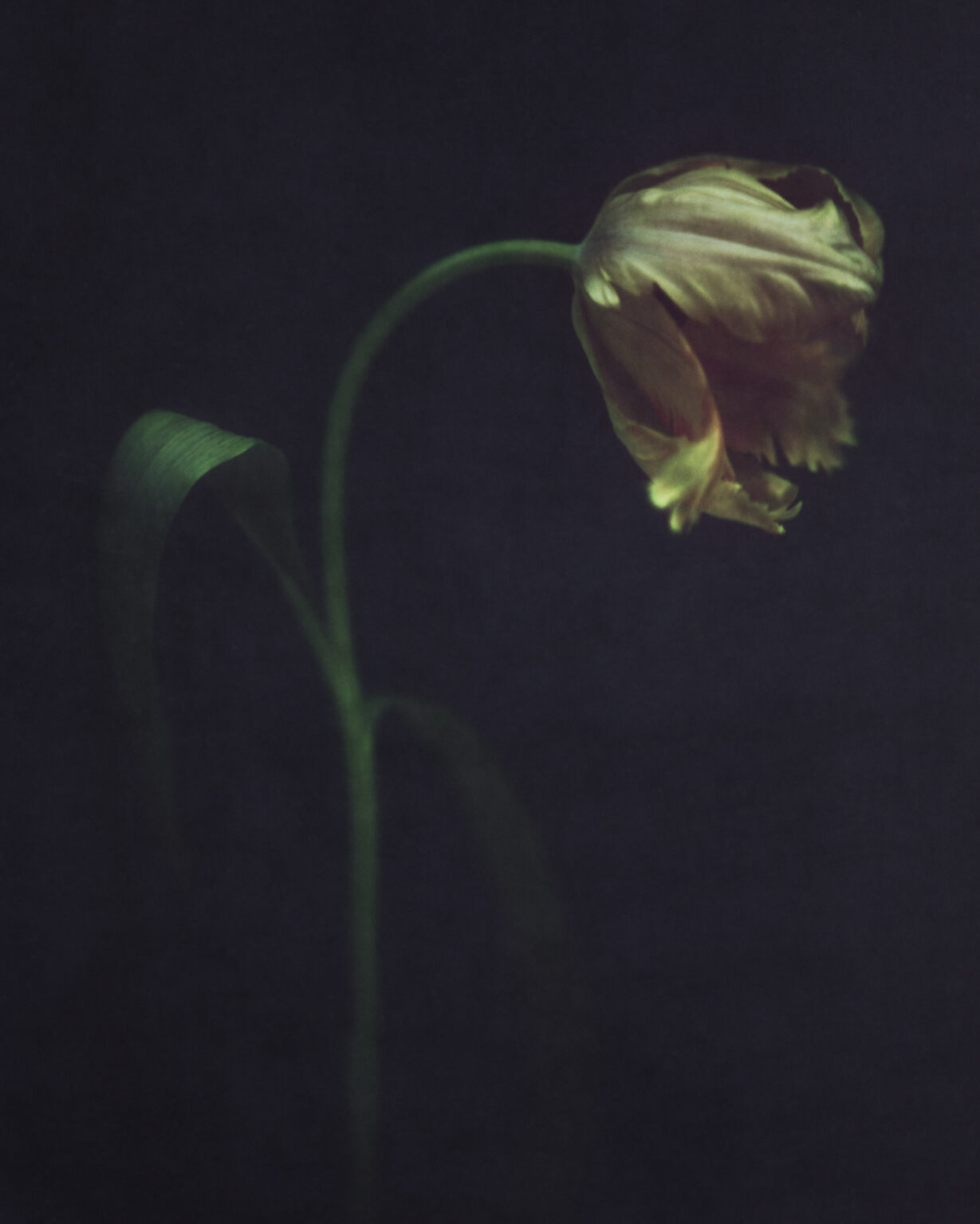 Yellow tulip