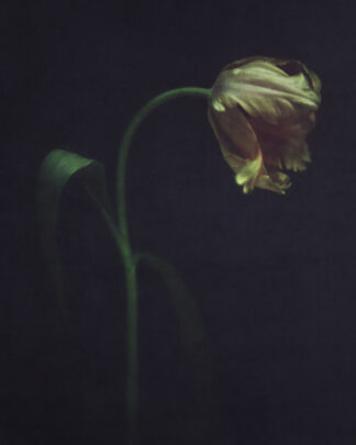 Yellow tulip